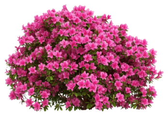 PNG Real azalea bushes plant vegetation decoration.