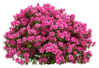  PNG Real azalea bushes plant vegetation decoration. © Rawpixel.com