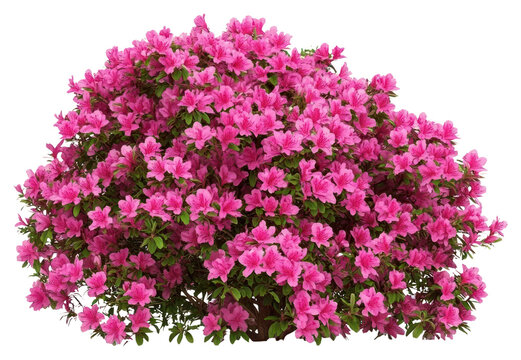 PNG Real azalea bushes plant vegetation decoration.