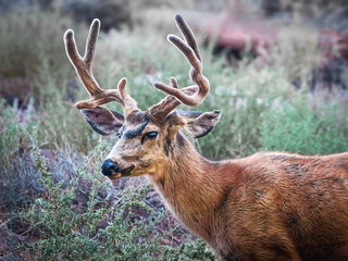 A close up of a Mule Deer about to chomp down on some woody twigs.