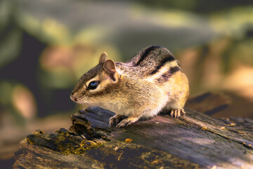 A closeup of a chipmunk perched on a tree trunk in the forest