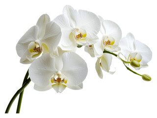 Elegant white orchids in full bloom indoors isolated on transparent background