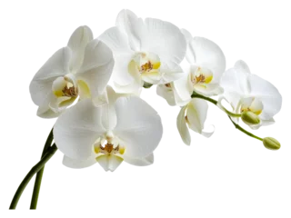 Fototapeten Elegant white orchids in full bloom indoors isolated on transparent background © Mr. Png