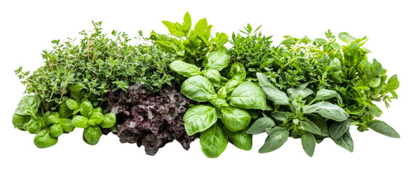 Obraz premium Fresh assortment of herbs and greens for cooking isolated on transparent background