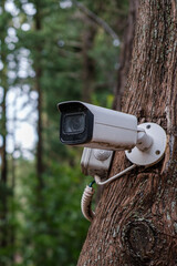 Security Camera Mounted on a Tree in Forest 