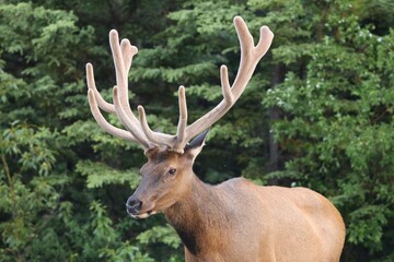 Elk 1