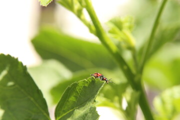 Bug on plant