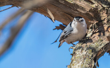 White-breasted nuthatch perched in a tree.