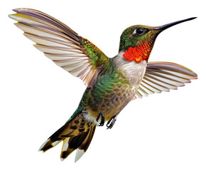 Fototapeta premium Hummingbird in flight near vibrant flowers isolated on transparent background