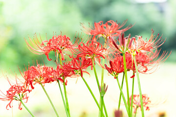 ヒガンバナ　Lycoris radiata