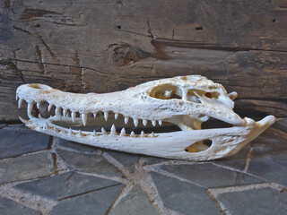 Close-up of a very well preserved skull and jaw of a crocodile against a background of old wood and...