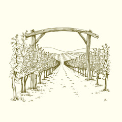 Vineyard vector hand-drawn illustration