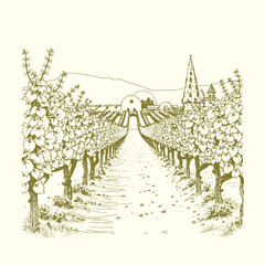 Vineyard vector hand-drawn illustration