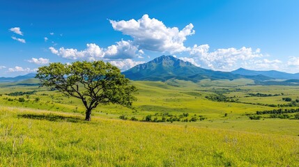 Fototapeta premium Lone tree on grassy hill, mountain backdrop, sunny day, nature scene, travel poster
