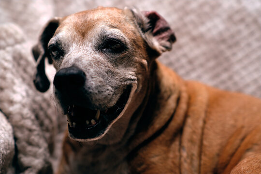 portrait of a dog