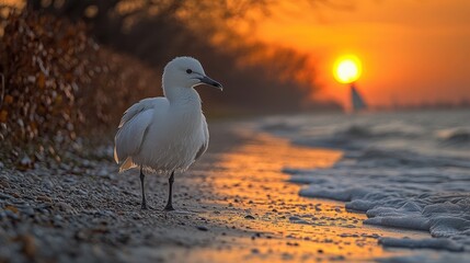 Stunning Sunset Beach Scene with Seagull by the Ocean Waves and Golden Hour Light - Perfect Tranquil Nature Moment Captured on Serene Autumn Evening
