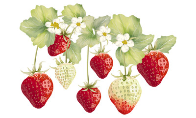 水彩で描いた苺の房のイラスト