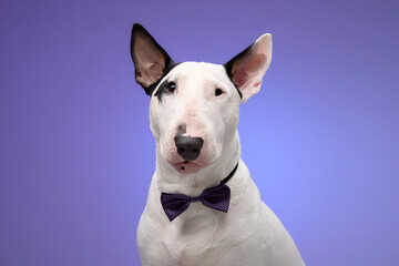 A white Bull Terrier with a bow tie sits gracefully against a soft gradient backdrop. The lighting...