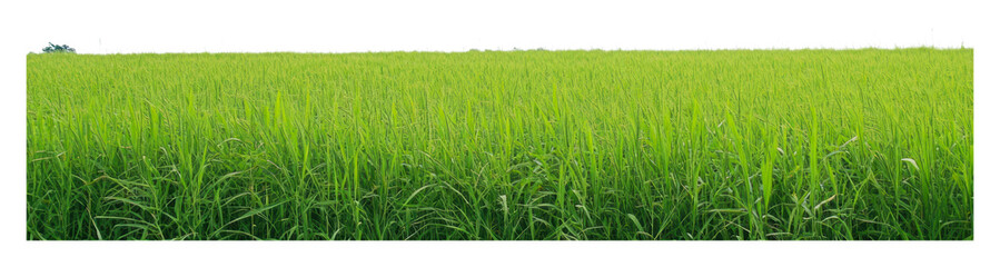 Obraz premium Lush green rice field under bright sky in daylight isolated on transparent background