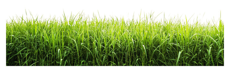 Obraz premium Lush green grass in a bright open field isolated on transparent background