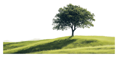 Lone tree on a hillside under clear sky isolated on transparent background