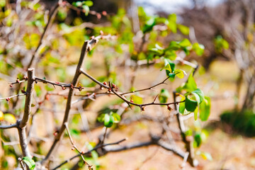 spring