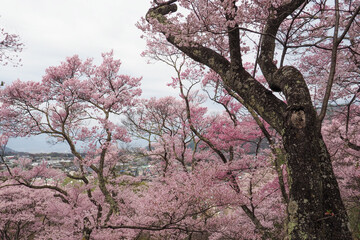 高遠の桜
