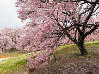 高遠の桜