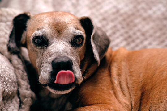 Old dog with its tongue out.