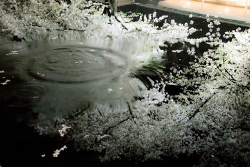 水鏡夜桜