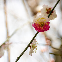 幸せの紅白梅