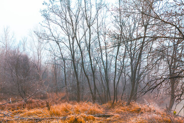 Fototapeta premium Foggy forest scene with leafless trees and dry grass covering the ground. Mist creates a serene and slightly mysterious atmosphere, highlighting contrast between bare trees and the dense undergrowth
