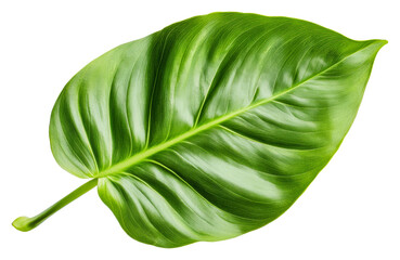 Large green leaf with smooth texture and veins isolated on transparent background