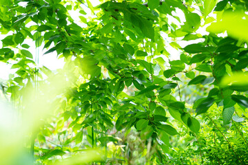 ボケた自然のイメージ