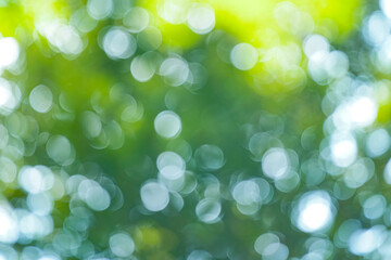 Obraz premium 玉ボケ・丸ボケ（ 森の木々）背景素材