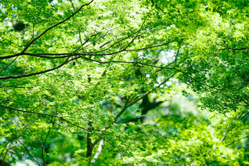 明るい森の木々