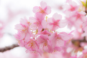 河津桜
