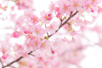 河津桜