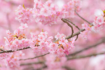 河津桜