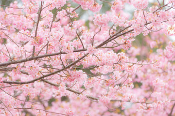 河津桜