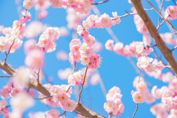 梅の花