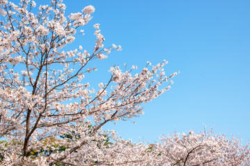 府内城址の桜