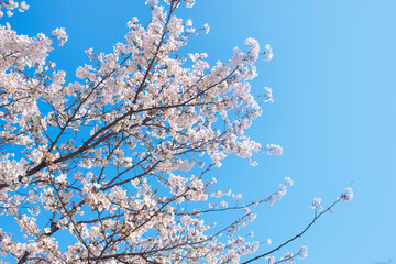 府内城址の桜