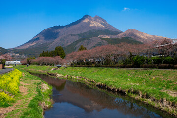 Fototapeta premium 菜の花と由布岳