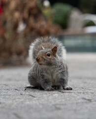 A portrait of squirrel © Rajesh