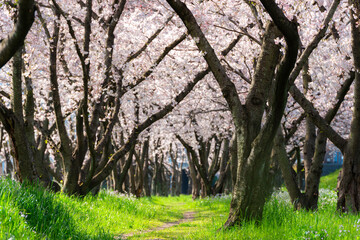 大分川河川敷の桜並木
