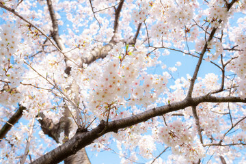 大分川河川敷の桜並木