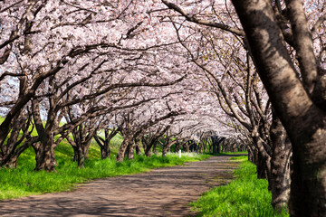 Fototapeta premium 大分川河川敷の桜並木