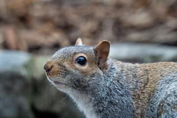 Obraz premium A portrait of squirrel