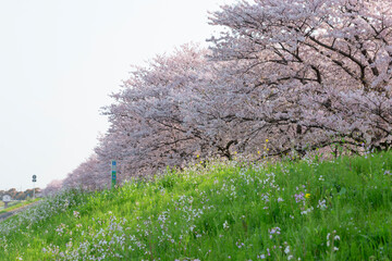 満開の桜並木